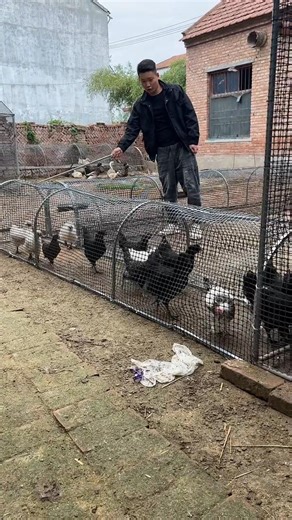 How to Catch Chickens Easily 🐔 | Smart Tunnel System