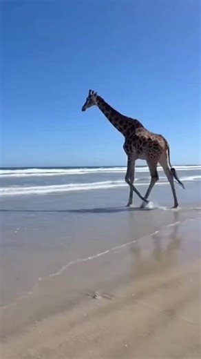 Giraffe Takes a Dive: Unseen Ocean Adventure