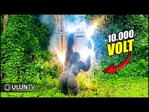Terrifying Moments of Animals Encountering Electric High Voltage!