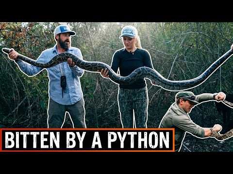 Pythons are Taking Over Florida! | (ft @PythonCowboy @DonnyEnriquez1 )