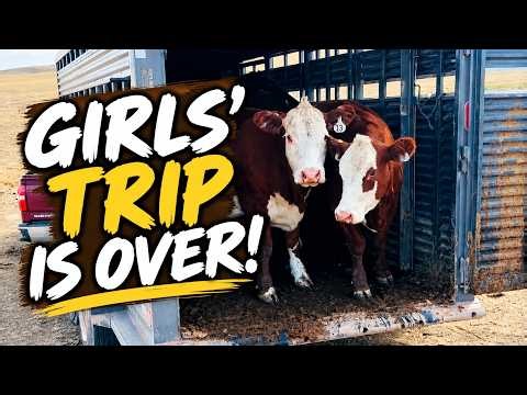 Summer Vacation Is Over! Bringing the Heifers Home to the Ranch