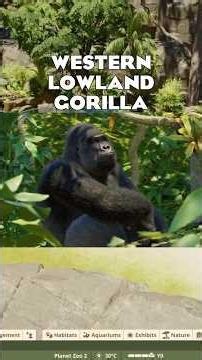 GORILLA, HARE & RAINBOWFISH | Planet Zoo 2 Online Zoopedia Update 🦍