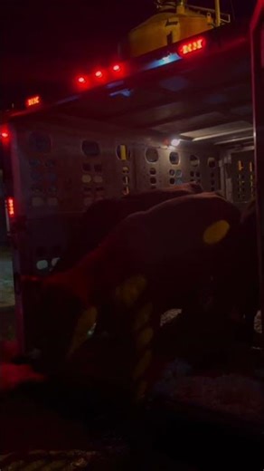 A New Chapter at Butler Farms | Red Angus Heifers Arrive & F1 Program Begins