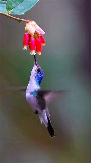 Hummingbird: Nature’s Tiny Magic! 🐦✨