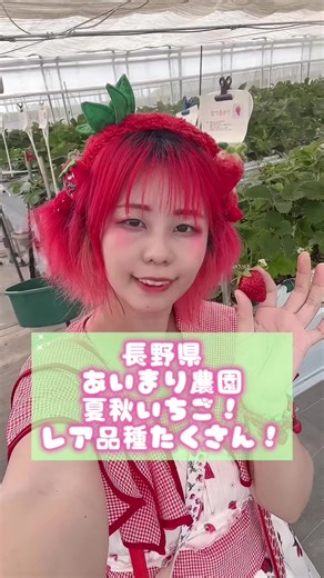 長野県あいまり農園の夏秋いちご体験🍓
