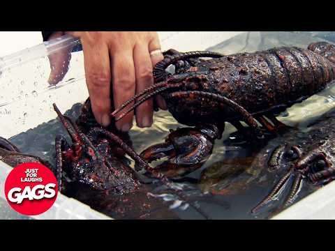 Stupidiest Pranks 2026 Compilation | Just For Laughs Gags