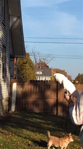 Backyard for Furby #furbythebirb #furbysfriends #backyard #parrot #dog