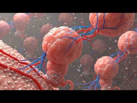 The Placenta: The Hidden Engineering Of A Temporary Organ