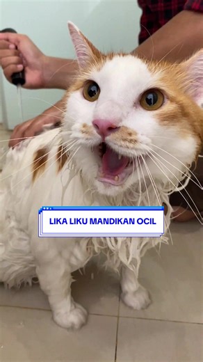 Petualangan Pororo dan Tim di Dunia Kreatif