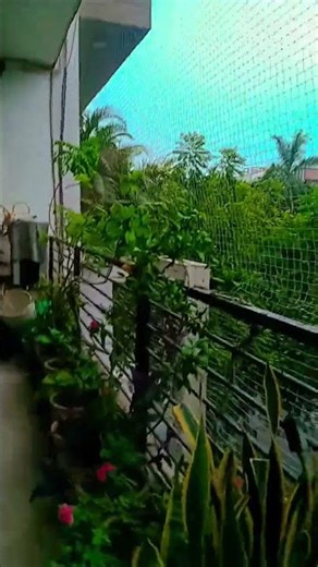 reel viral short #youtubeshorts #shortfeed #reels #trending
