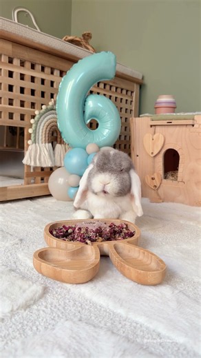 Ronnie is 6 🐰🎂