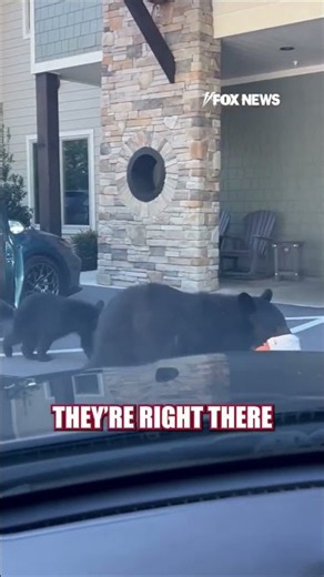Bear family PILES into car after mama opens door #shorts #us #bears #tennessee #wildlife