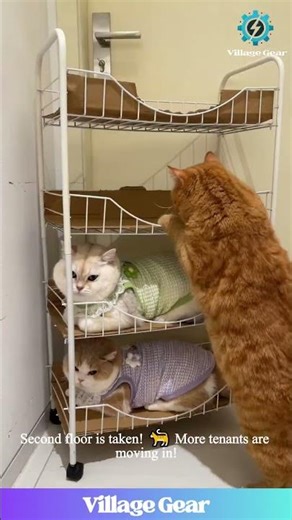 This is a CAT Apartment Building! 🐈🏢 Watch These Fluffy Cats Claim Every Single Shelf! #cat #funny