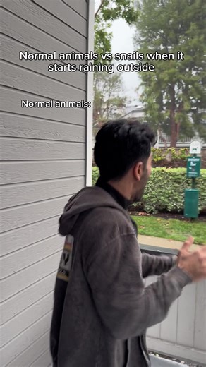 Normal animals vs snails when it starts raining outside. #fyp #humor #joke