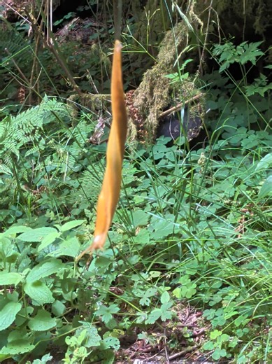 Banana Slug Rappelling in the Redwoods: Rare Slime Behavior