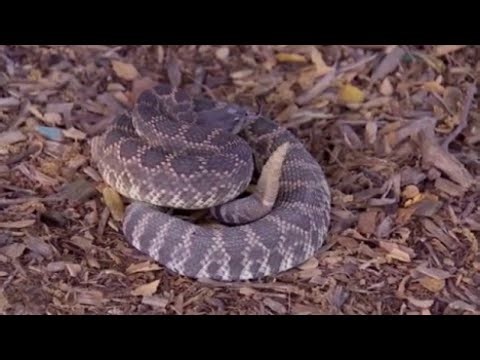 Most rattlesnake-infested areas in SoCal