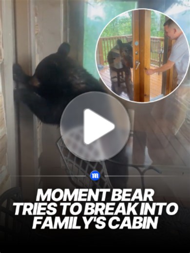 A family vacationing in Gatlinburg, Tennessee, got an unexpected visitor when a black bear wandered onto their cabin deck and began trying to open the doors. Video shows the bear standing on its hind legs and working the handles on two separate doors as the family watched from safely inside. The bear also tried to get into their parked vehicle, with the family later describing the encounter as a 'pretty scary moment.' 🎥 Jonathan Abraham via Storyful #news #bear #usa #tennessee #viral