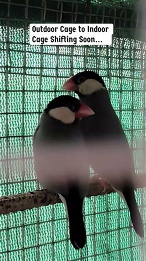 Pair Bonding ❤️ Java Sparrow Indoor Setup Coming Soon #javasparrow #shorts #javabird #petshub #birds
