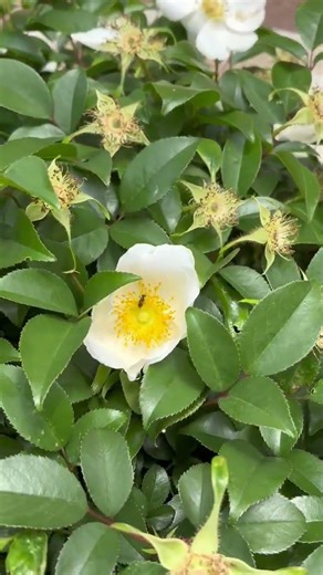 ナニワイバラ | 道端花図鑑4 調布 春の花