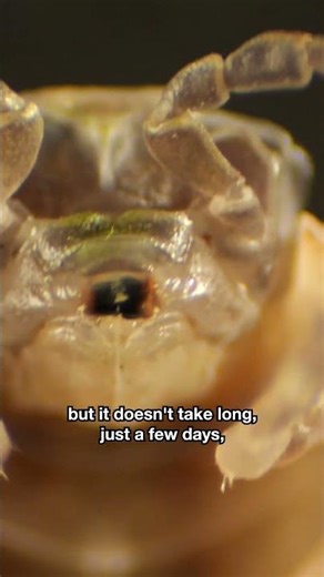 What Do Roly-Polies Have in Common With Kangaroos? | #DeepLook #Shorts