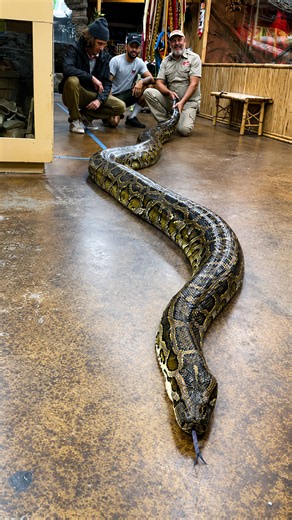 Burmese python growth potential shows just how enormous these snakes get