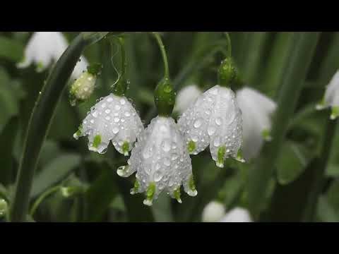🌼❄️Beautiful Snowdrop Bloom | Bright White Flowers | Beautiful Flowers