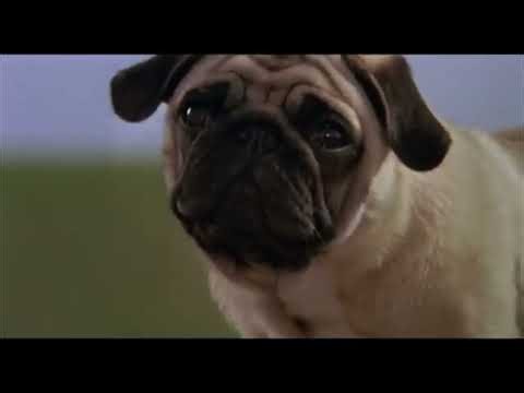 The Adventures Of Milo And Otis(1986)Trailer(Warner Bros. Version)