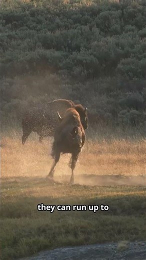 Two Types of Bison - One Almost Went Extinct