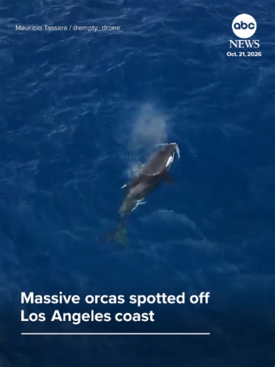 Whale watchers encountered a massive male orca, named Macho, alongside calves and their mothers near Palos Verdes Peninsula, California. #news #abcnews