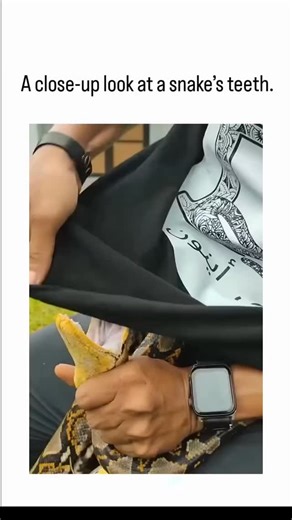 Trend viral on Instagram: "The post shares a 15-second video of a handler closely examining a yellow ball python's open mouth, exposing its rows of sharp, backward-curving teeth, which has amassed over 5 million views and 2,800 likes since December 28, 2025. Pythons like this one feature aglyphous dentition—solid, needle-like teeth numbering 25-35 per jaw, angled to grip prey without venom delivery—contrasting venomous snakes' hollow fangs, per herpetological research on constrictor anatomy. Use