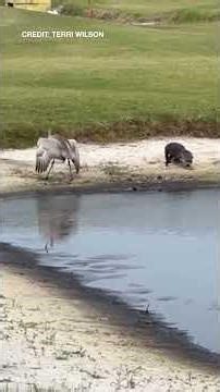Sandhill crane confronts alligator at Winter Haven golf course, guides it back to pond
