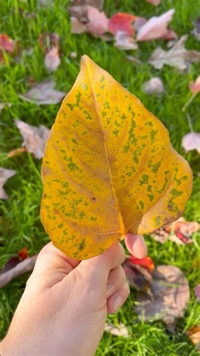 Autumn Beauty in Every Frame 🍁🌼
