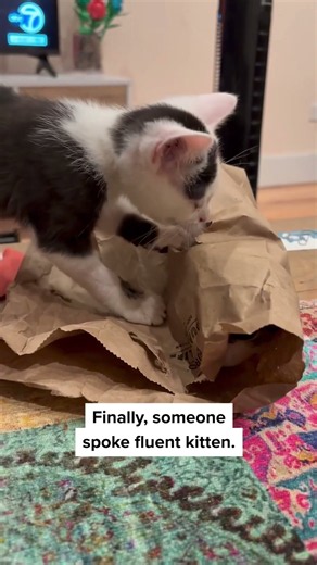 Two Kittens, One Special Friendship