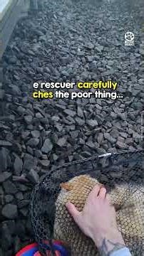 Hit by a train, left for dead but one tiny movement saved his life 🧡 🐾 #animalstories #kindness