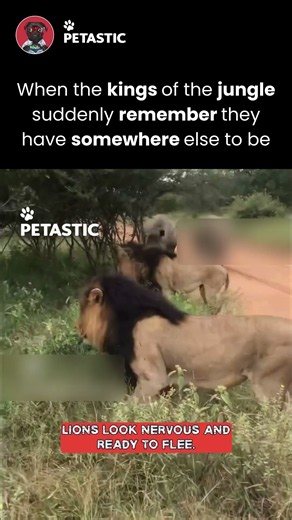 Lions Forget They're Kings