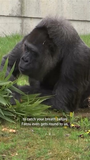 Fatou, world's oldest known female gorilla, turns 69