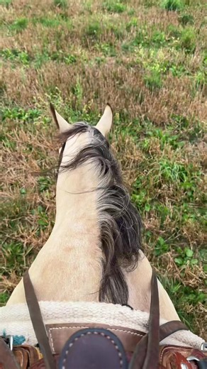 I did it.. #Taz #whirlwindranch #horseride #momlife #relax | horses videos