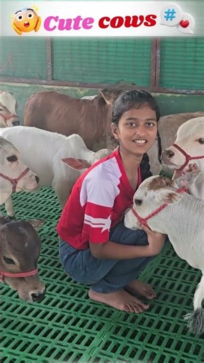 😍World's Shortest Cattle -Nadipathy Cattle | Recreated By Dr P Krishnam Raju | Nadipathy Goshala |