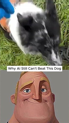 Why Border Collies Are Used in Police & Military Work