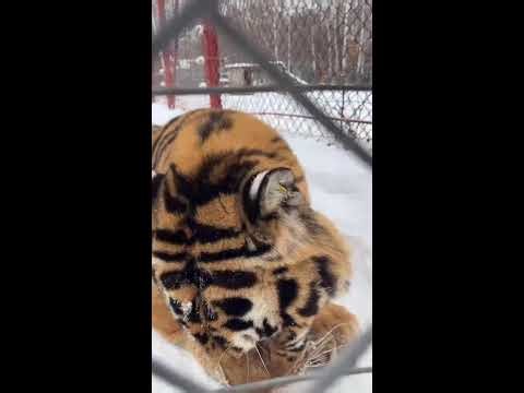 🐯 LIVE📹 | Feeding some Tigers by hand - Watch his reaction! 😱 #shorts #tiger