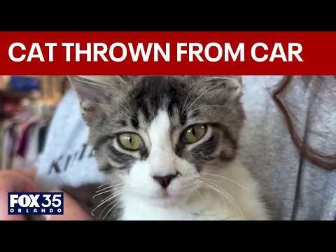 Rescued kitten recovering after being thrown from moving vehicle