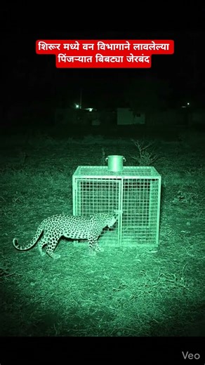 वन विभागाने लावलेल्या पिंजऱ्यात बिबट्या जेरबंद, महिन्याभरात एकूण 23 बिबटे जेरबंद#shorts #shirur