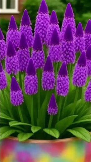 በናፍቆትሽ አንችን እላለሁ ፍቅርሽ አይሎ #eotctv #duet #ethioforum #habesha #love #freshmancourse #freshman