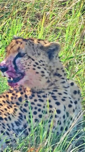 🐆 Well-fed Cheetah! 🐆 #Wildlife #Safari