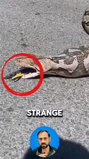 Why was the python throwing up? #shorts