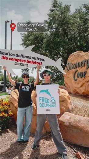 Free the dolphins!