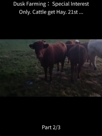 Dusk Farming: Cattle Get Hay (21st Oct 2026 Part 2)