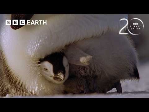 The Challenges Of Raising Penguin Chicks | 20 Years of Planet Earth | BBC Earth