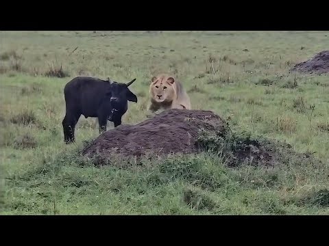 Buffalo doesn't hear this seasoned buffalo hunter approaching