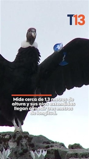 Día Mundial de Cóndor Andino: ¿por qué cuidar esta especie?